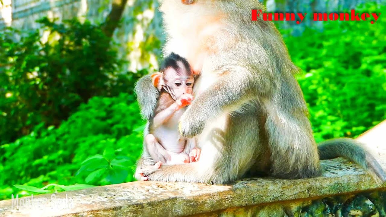 Adore baby EMMA Crying Need Milk after Trying ask for Milk from Mother Monkey C
