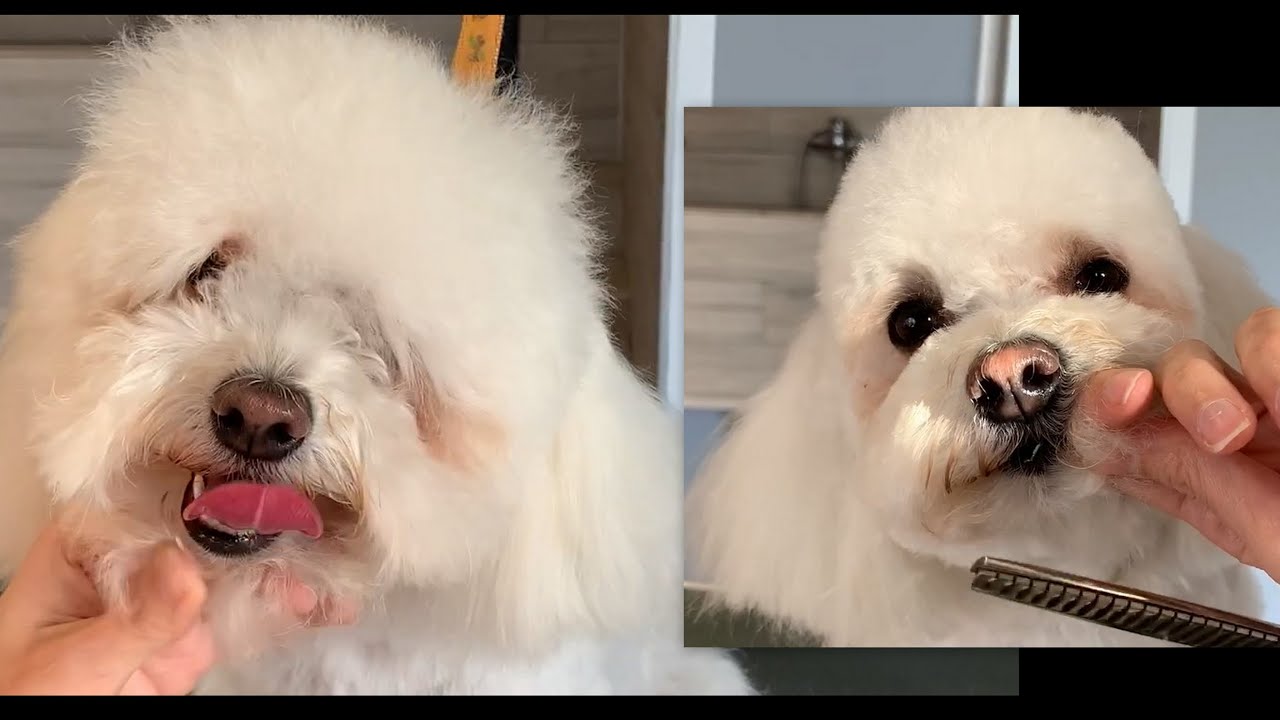 Bolognese Grooming ❤