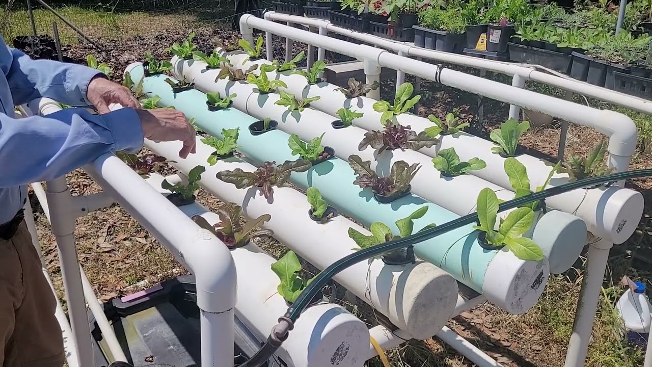 Growing Lettuce with a Backyard Hydroponic System