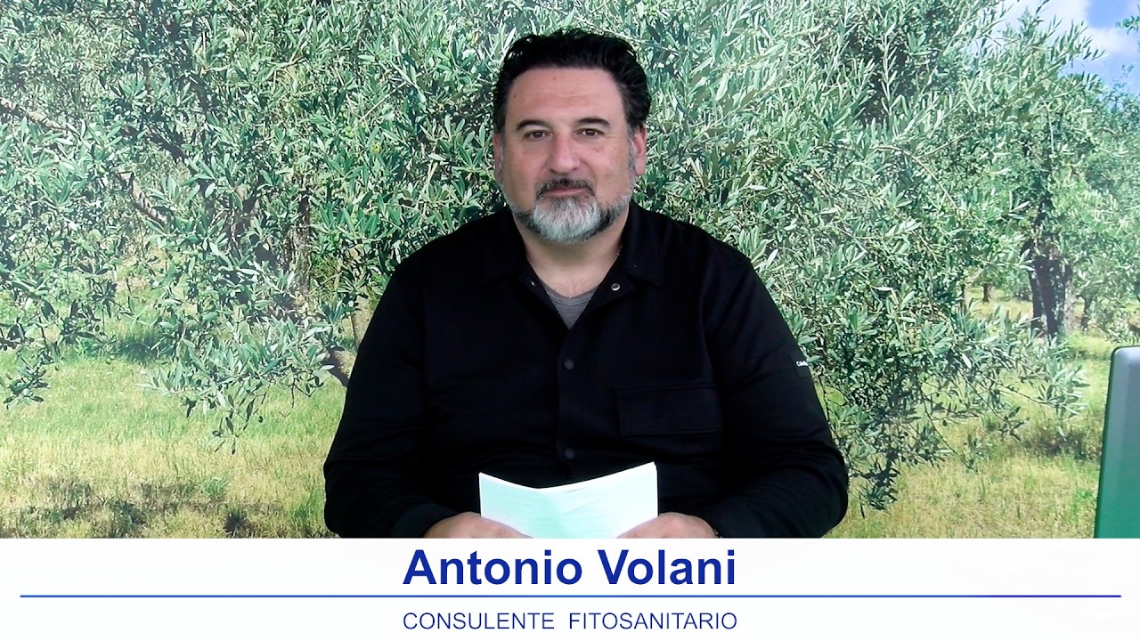 Notiziario olivicolo Emilia Romagna 13 Febbraio 2026