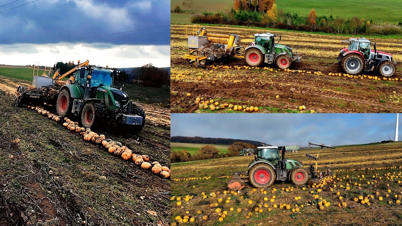Kürbisskernernte mit Ascon 3 Phönix #landwirtschaft #agriculture #fendt #farming 