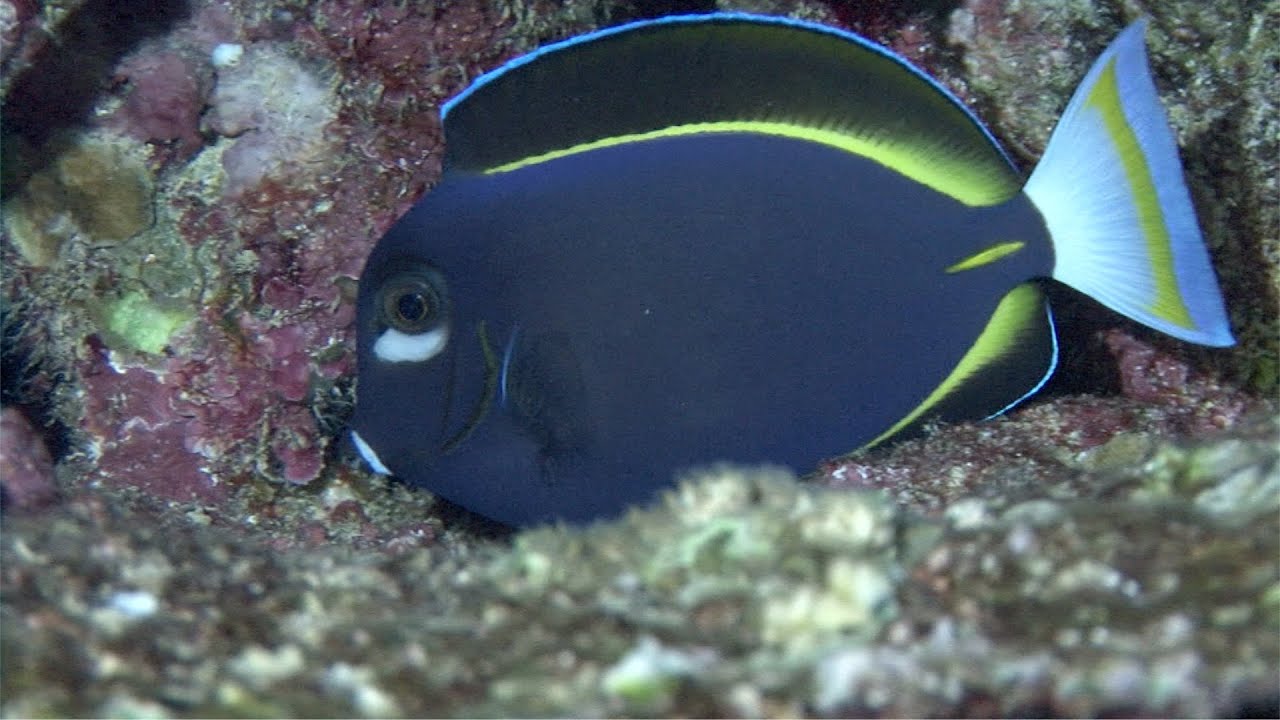 Velvet Surgeonfish - Acanthurus nigricans
