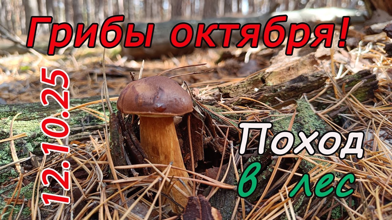 Грибы октября! Поход в лес 12.10.25