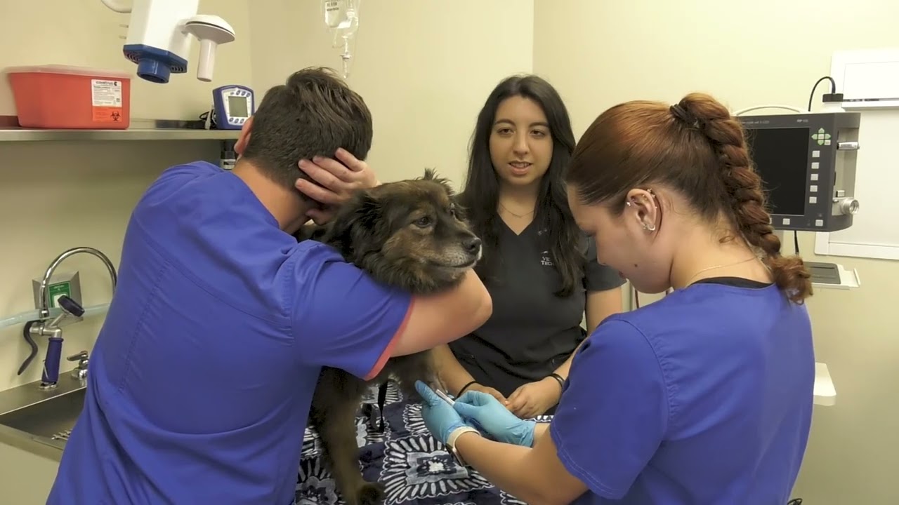 Welcome to the Veterinary Technology Program at TAMUK - 2025