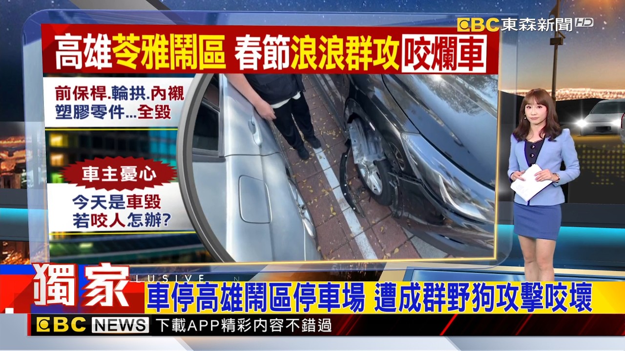 獨家》車停高雄鬧區停車場：遭成群野狗攻擊咬壞 2026/02/19【吳宇舒晚報】