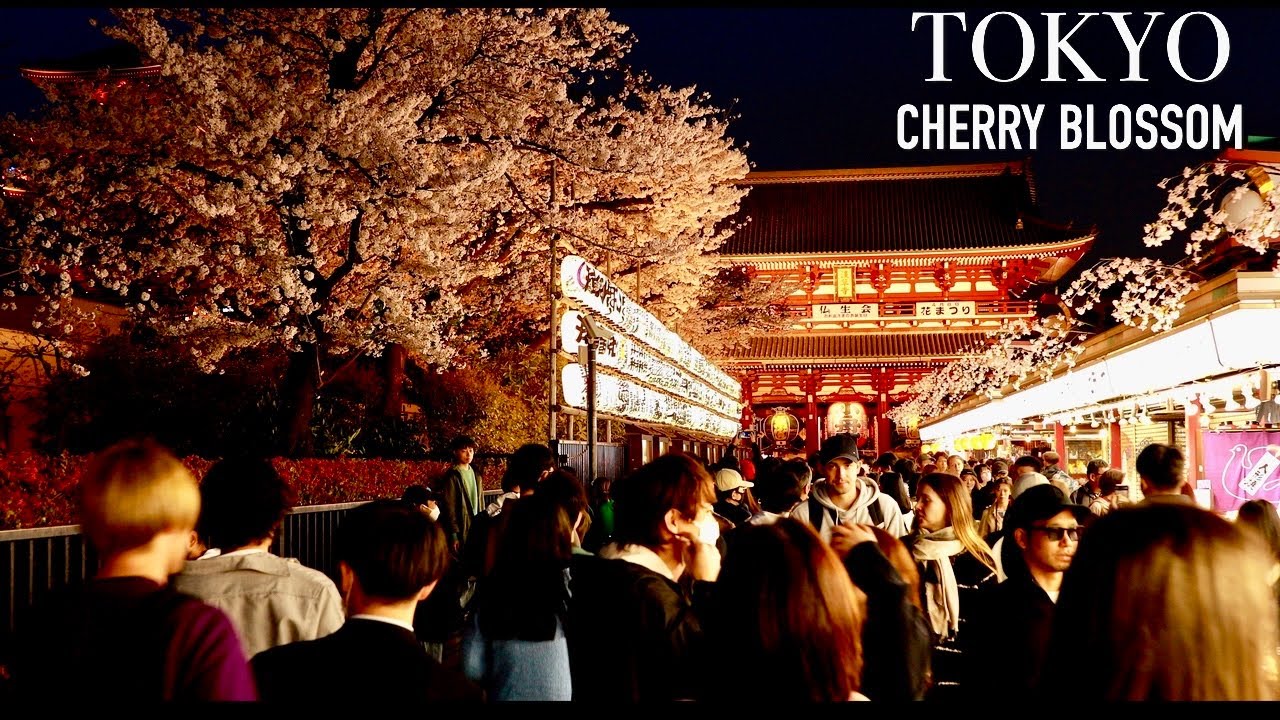 Tokyo cherry blossom | Cherry blossom festival in Asakusa town, best places to visit in Japan【桜】