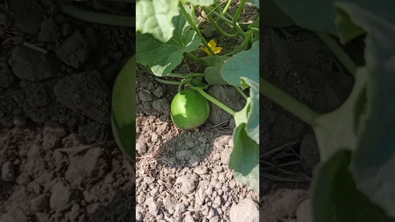 زکریا خربوزہ فارم ماتلی بدین سندھ 