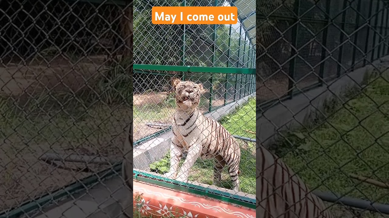 Zoo park Warangal #anshow #tiger #wildlife #animals