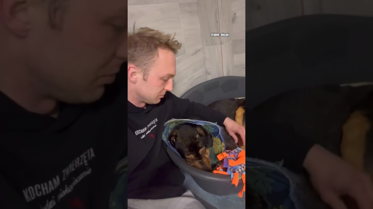 Wielu z Was pytało o tego psiaka 🐶❤️ #dog #help #shorts #dioz