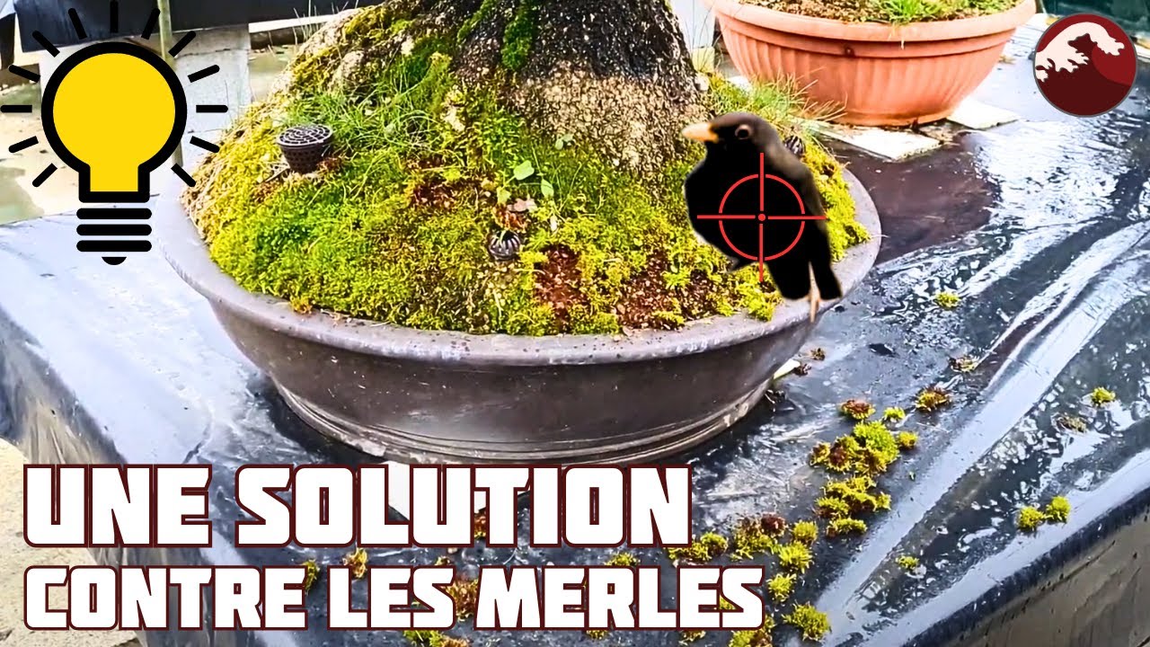Comment ÉLOIGNER les MERLES des BONSAÏS ? 🌱 NEJIKAN BONSAI 🌱