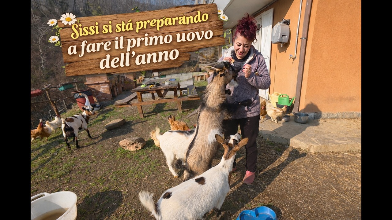 SISSI STA' PER FARE IL PRIMO UOVO DELL'ANNO #fattoria #montagna #vitainmontagna #oche #animali #farm
