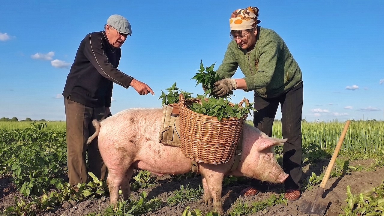 The Amazing Rural Life of an Elderly Couple | Indispensable Helpers, Farm Care, and Field Work.