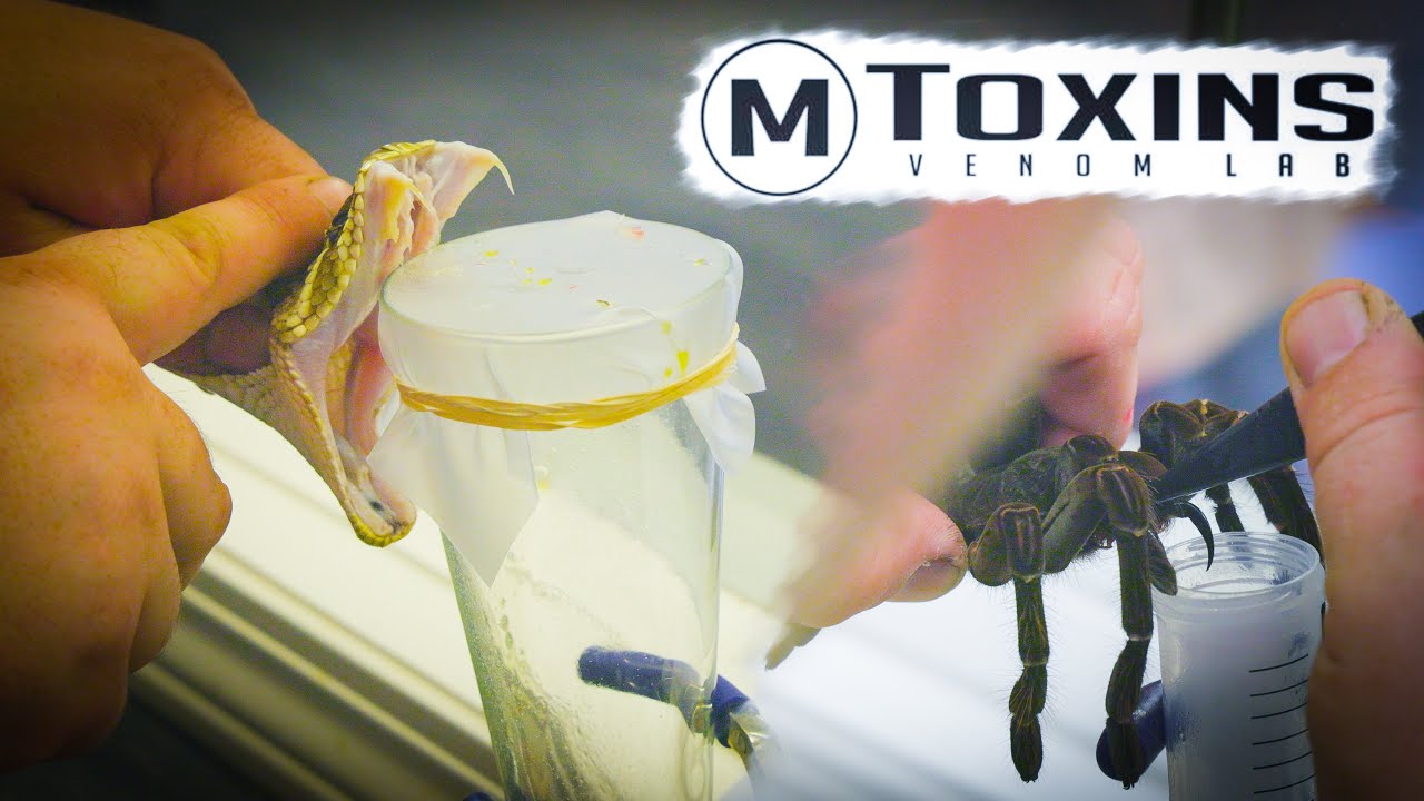 BEHIND THE SCENES OF A REAL VENOM LAB!!!