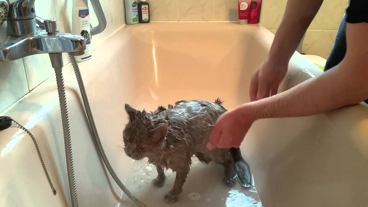 Как мыть кота.Британский кот моется.