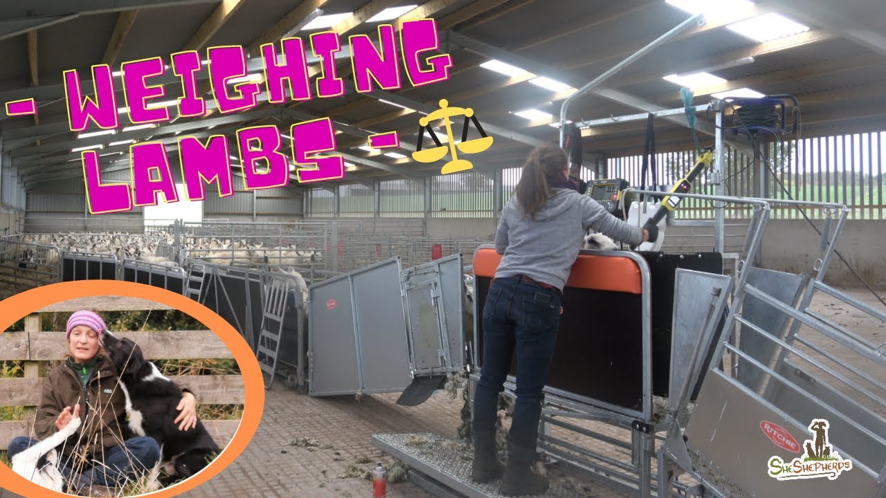 - Weighing Lambs - with the new equipment!