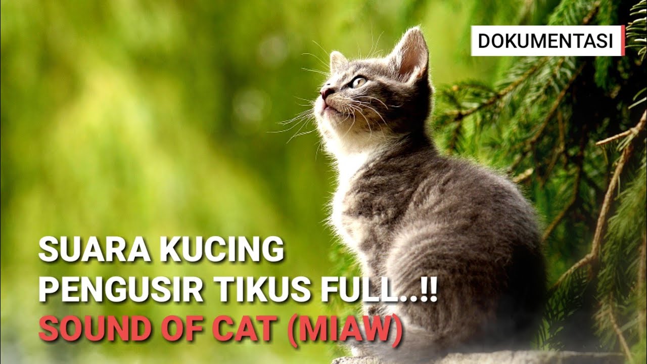 Suara Kucing Untuk Mengusir Tikus