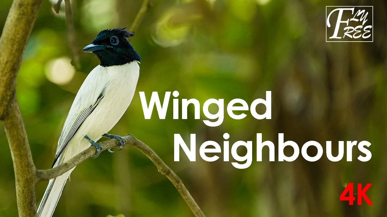 Winged Neighbours | Always Around Yet Never Truly Seen | Short Documentary | Fly Free Productions