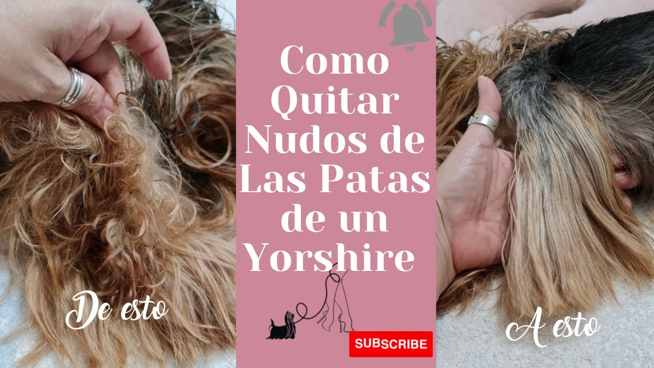 COMO QUITAR LOS NUDOS DE UN YORKSHIRE