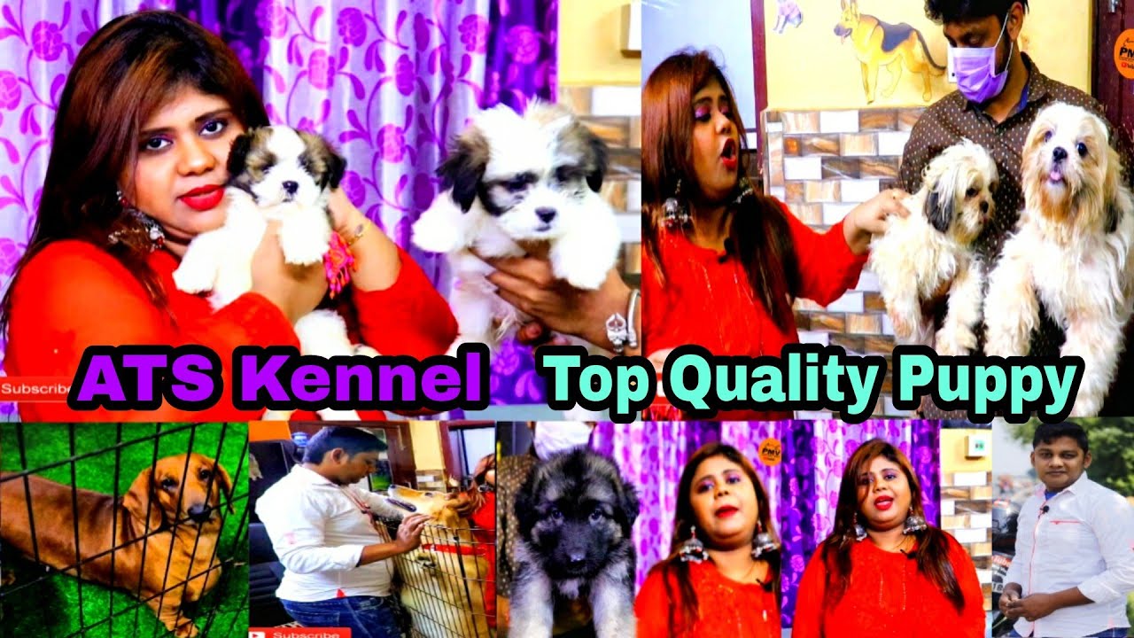 Top Quality Dogs in Kolkata | Best Dog Seller In Kolkata | ATS Kennel | Dog Kennel In Bengali
