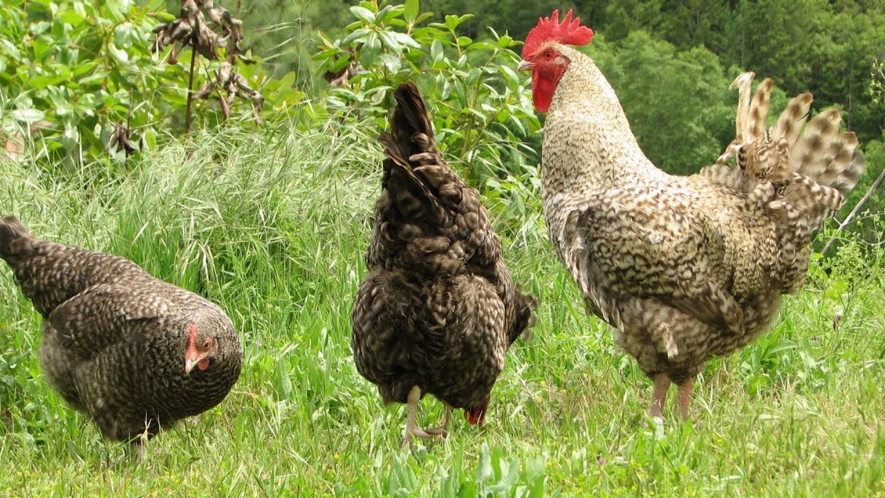 Cuckoo Marans Chickens | Milk-Chocolate Eggs