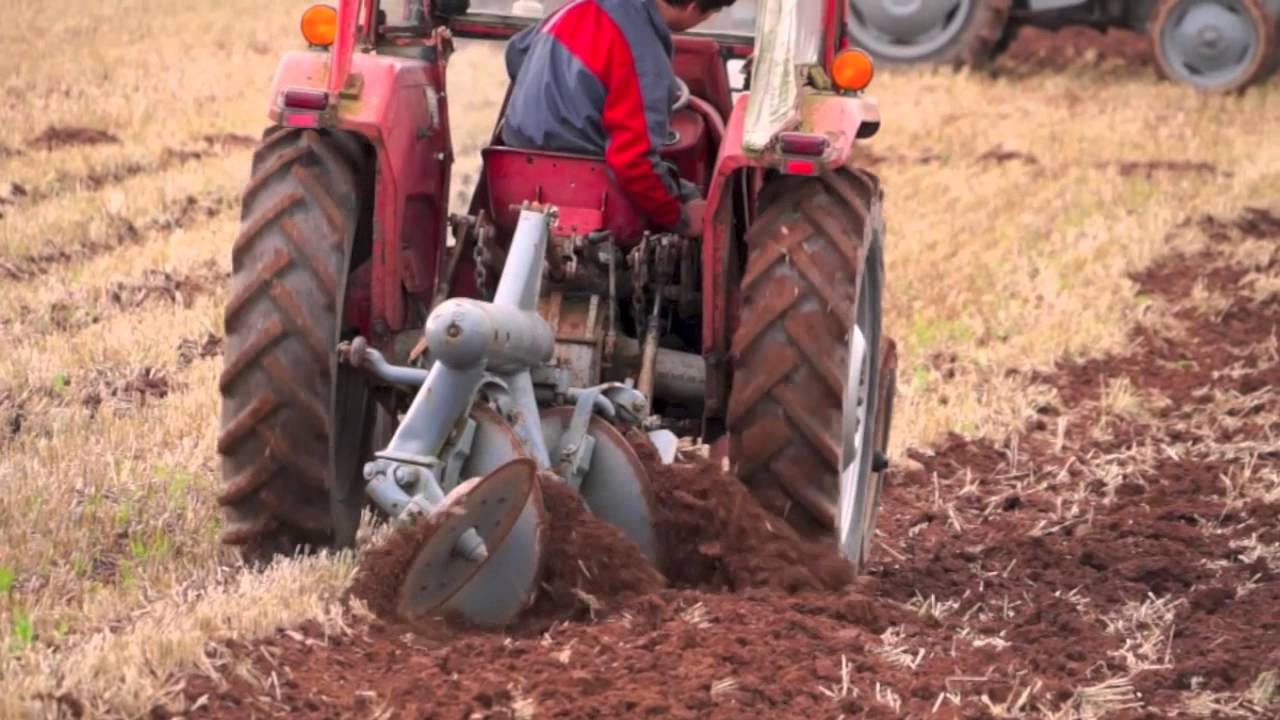 MF 135 Tractor pulling Ferguson Disc Plough in Wheat stubble