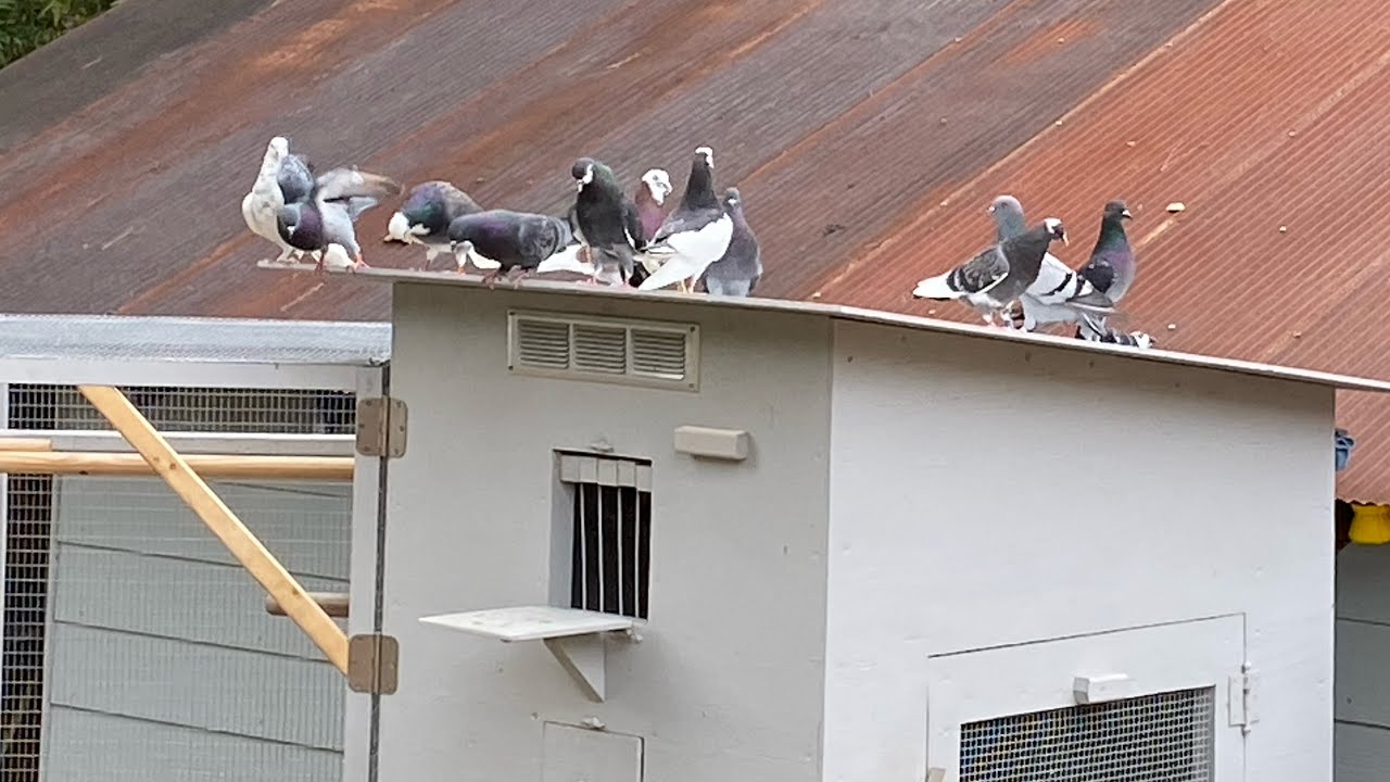 Roller pigeon kit box, Birmingham Roller pigeons, or small loft.