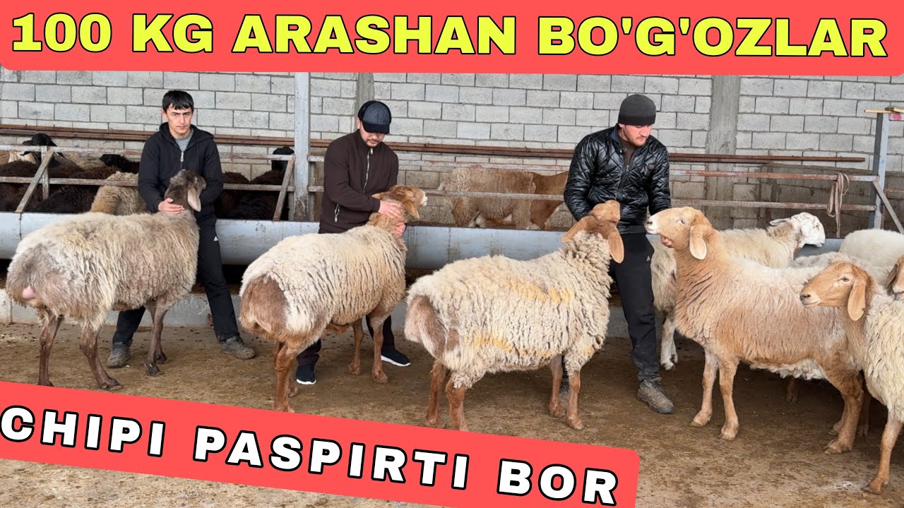 ARASHAN BO’G’OZLAR PASPIRTLIY CHIPLIY TOZALARIDAN KELDI 100 KG 