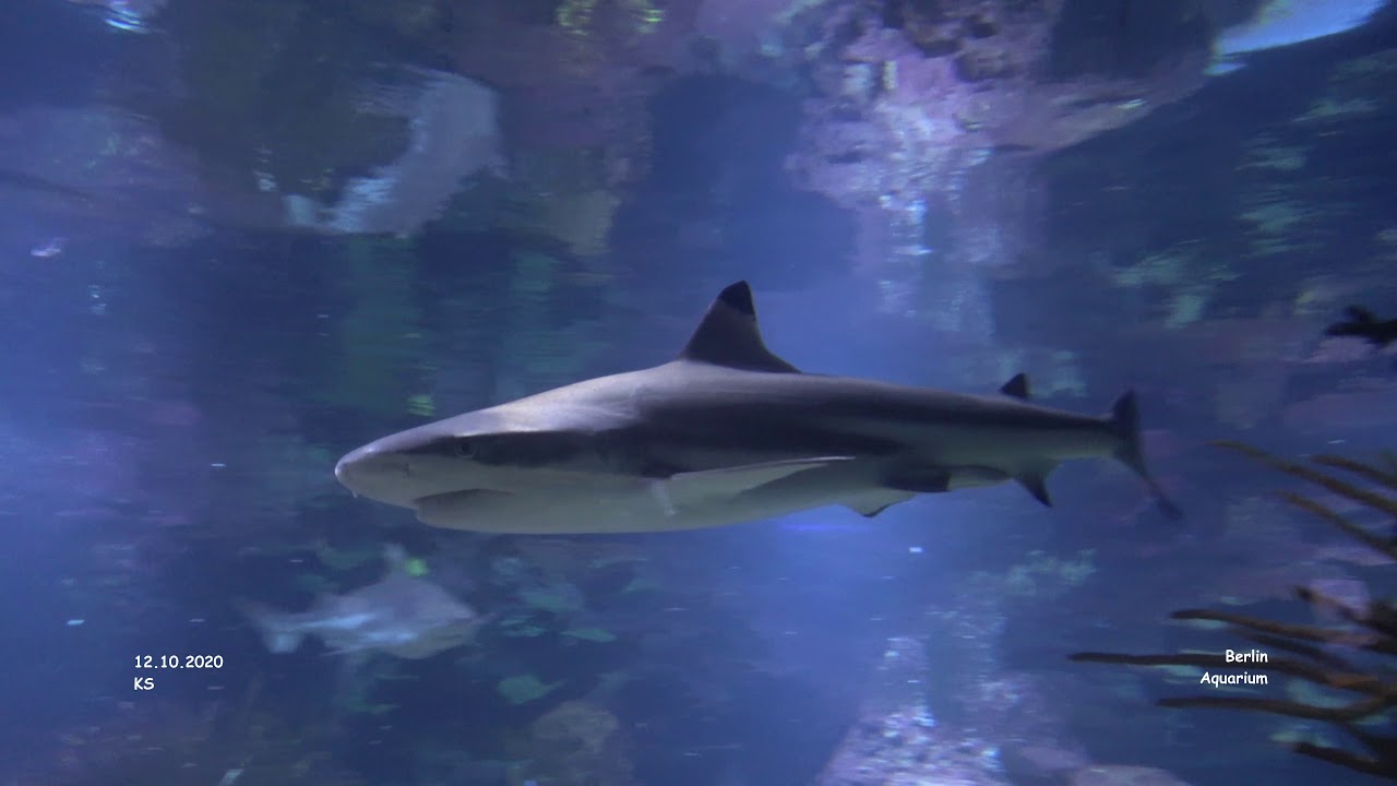 Aquarium - Berlin