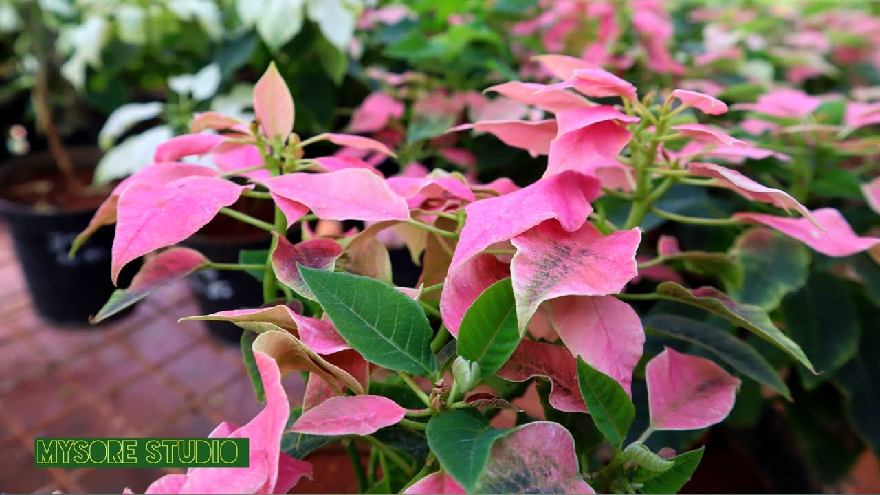 Exotic Plants Nurserymen Co-op Society Ltd Curzon Park (Near Mysore Palace) Mysore