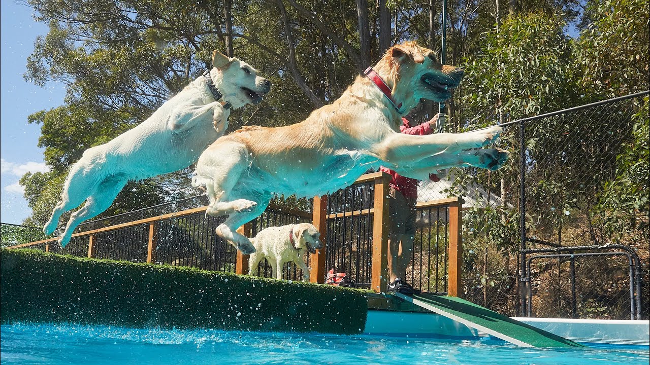 Bandit the Boxer teaches Cutie Pie the Pug how to fetch his toys and Zac the Staffy jumps off dock