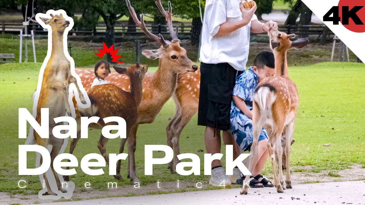 World Best Polite Japanese Deer | Cinematic 4K Day Trip | Nara Park