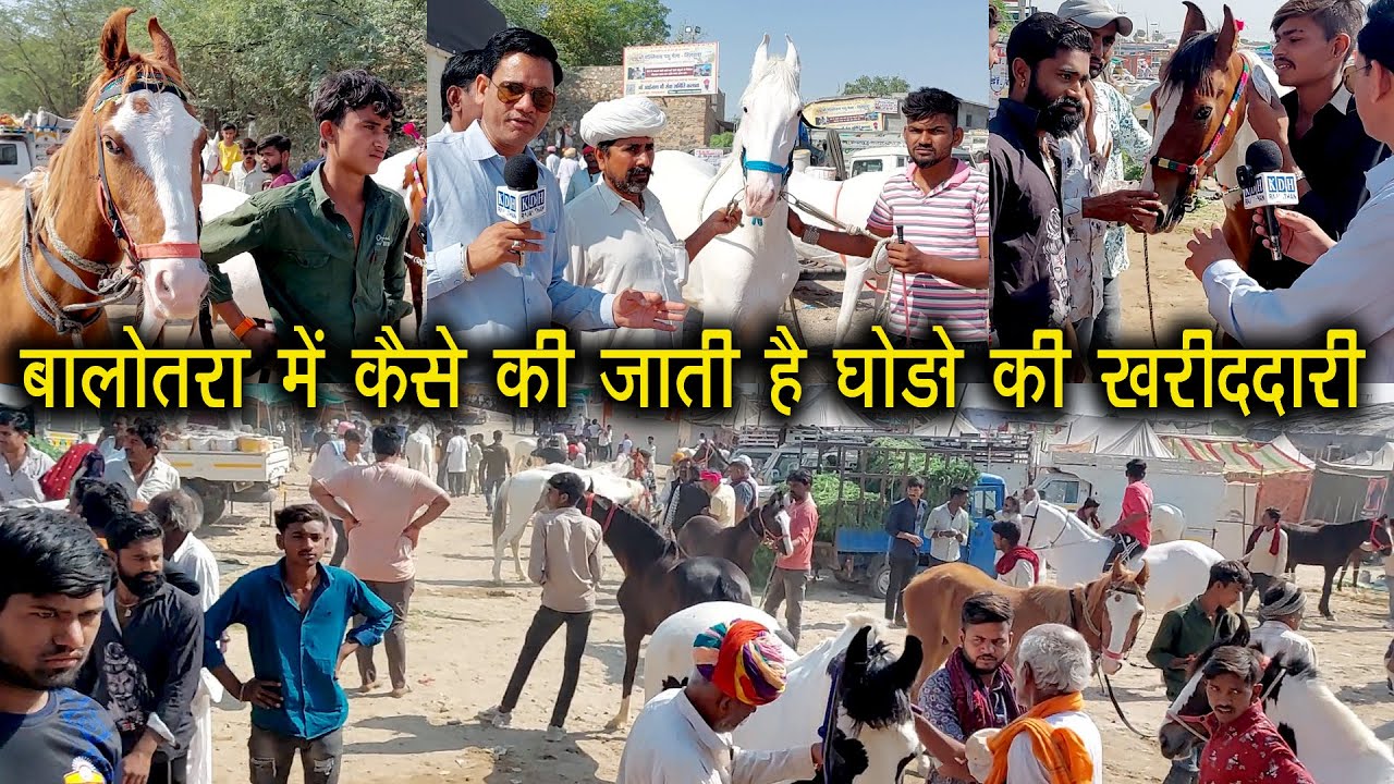 तिलवाड़ा बालोतरा पशु मेला में घोड़ों की खरीददारी लाईव देखिए ? Horse Market 2025 Balotra Fair