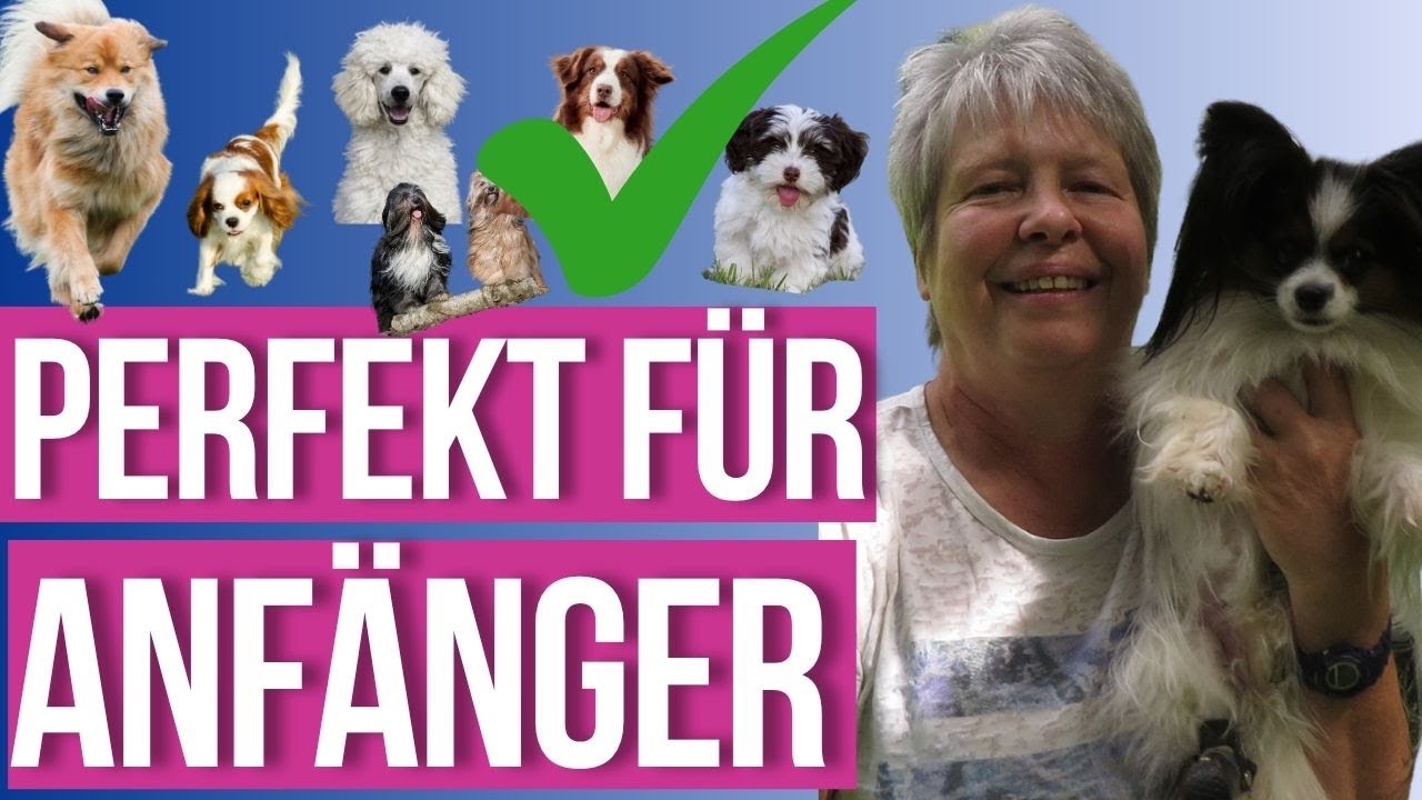Darum empfehle ich als Hundetrainerin diese Hunderassen für Anfänger