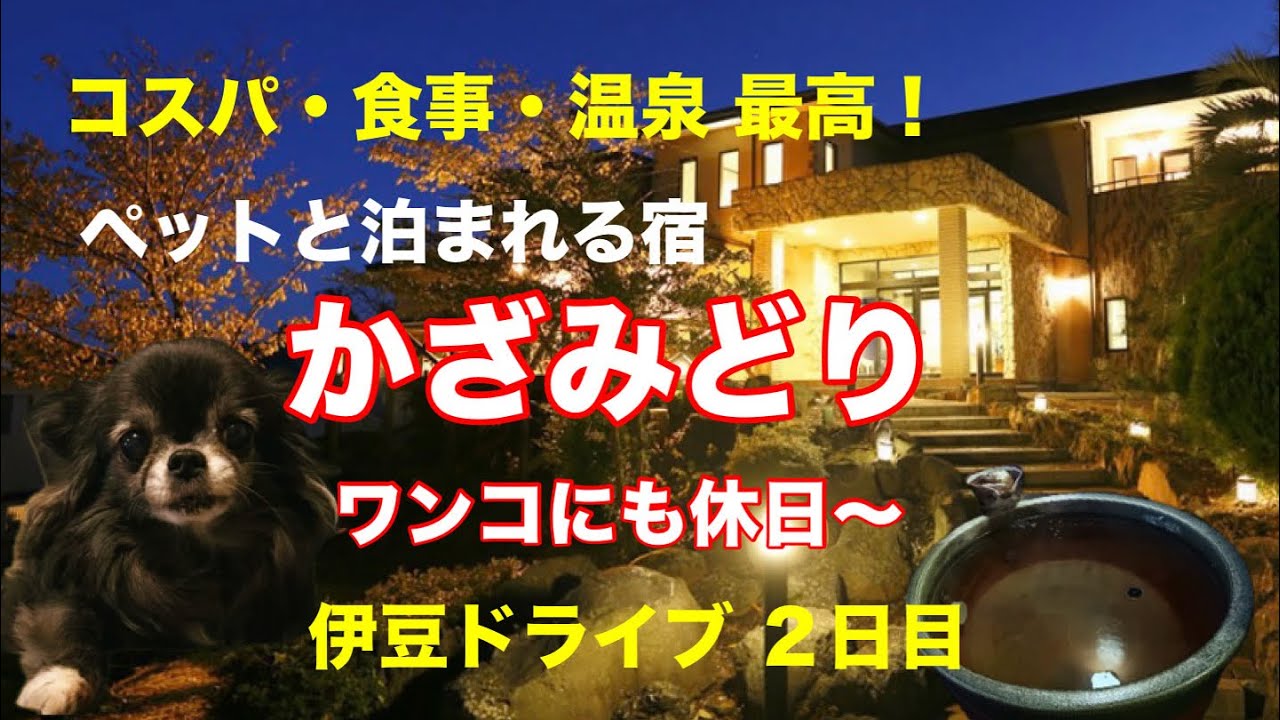 【 旅 】ワンコと泊まれる最高の宿『かざみどり』　楽しかった伊豆ドライブ2日目