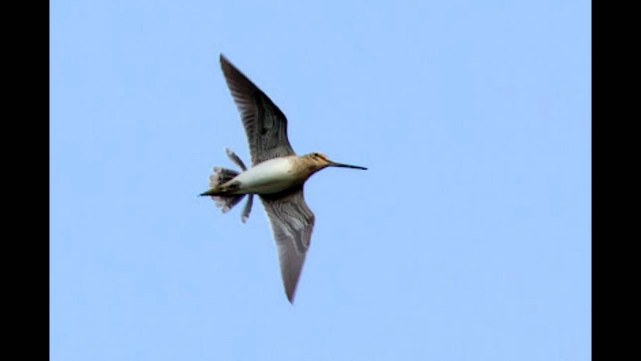 Snipe Drumming on Otmoor 13th April