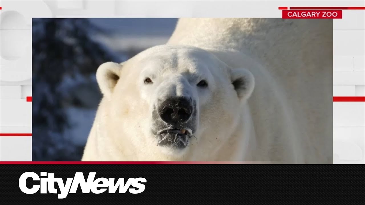 New polar bear welcomed to Calgary Zoo, to replace previous bear who was killed in 2024