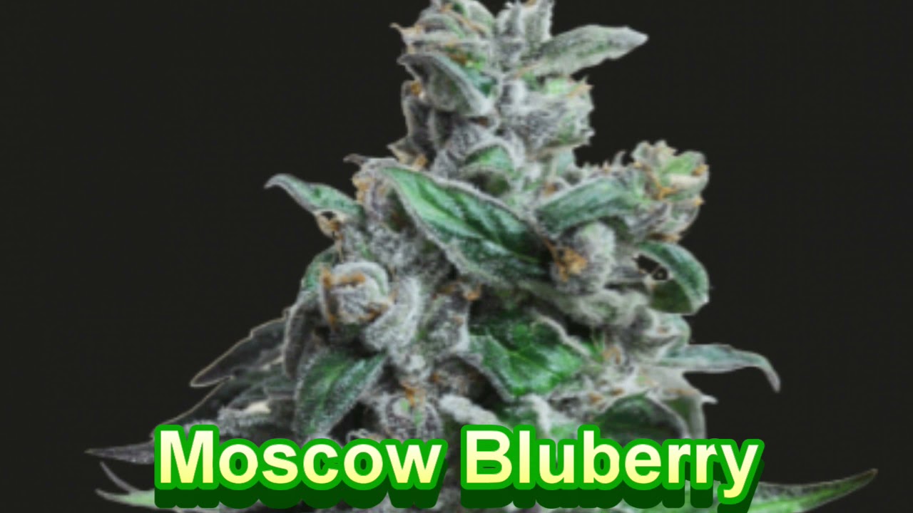 Kalashnikov Seed - Cannabis Strain Series #62 - STRAIN TV