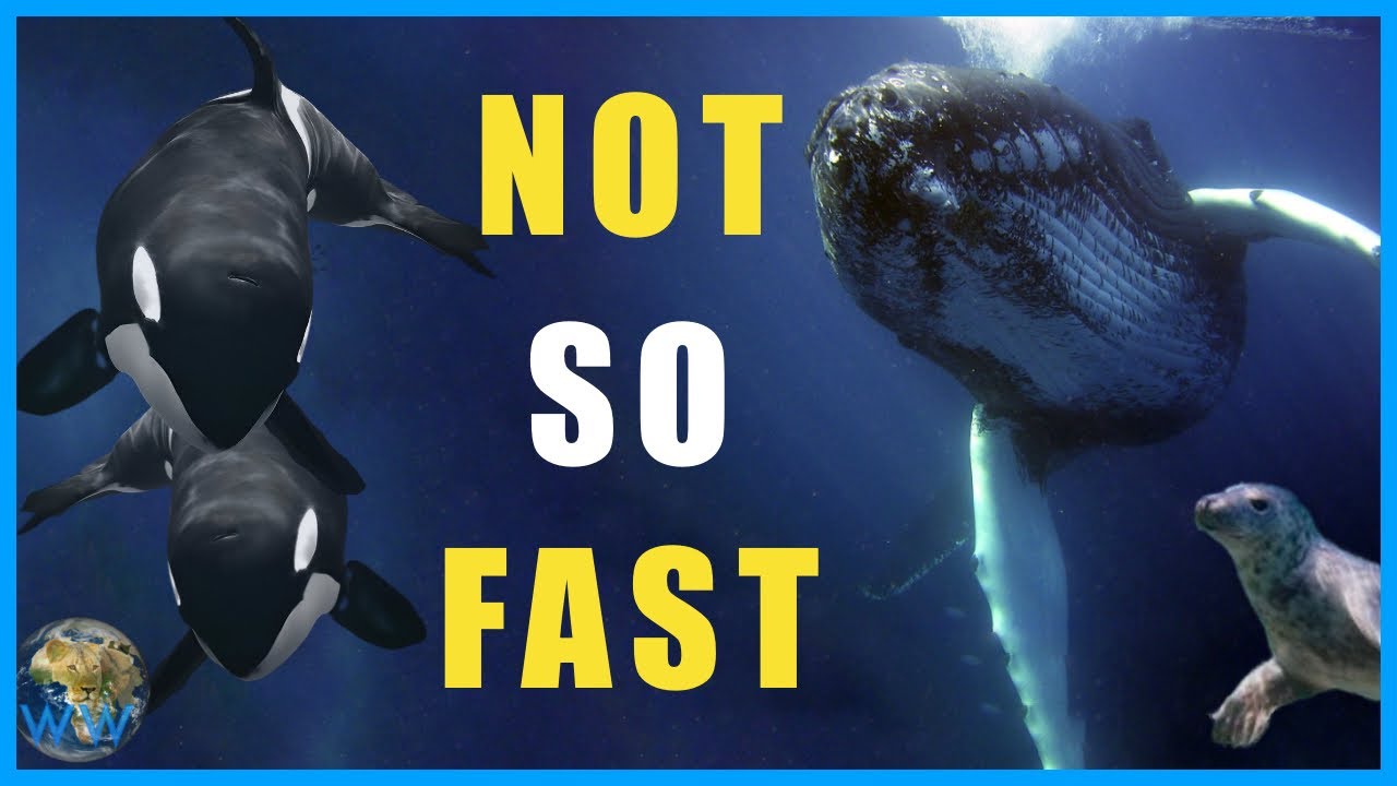 Why Do Humpbacks Hunt Down Orcas?