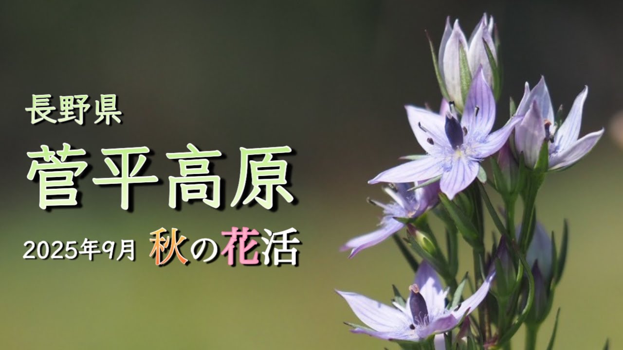 【長野県/菅平高原】 9月 秋の花活 ムラサキセンブリに会いたくて