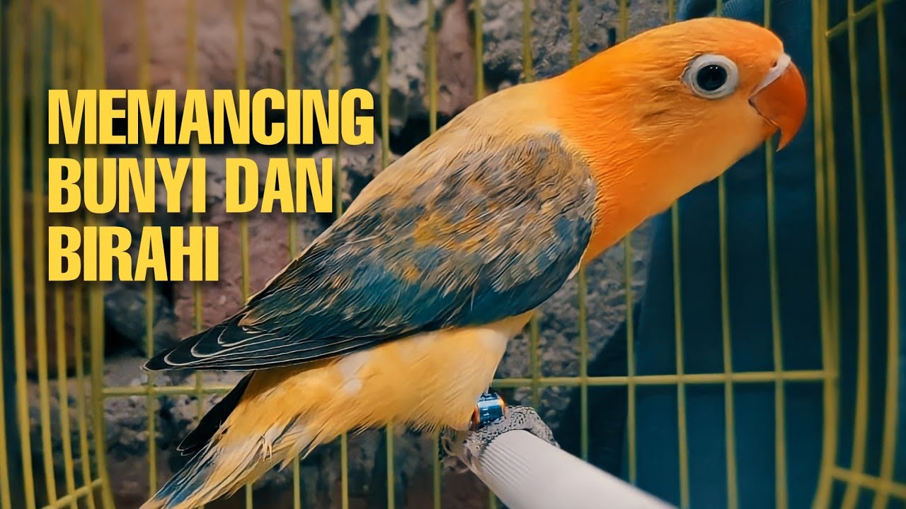 Bunyi Lovebird ngetik ngekek memanggil Teman atau Pasangannya Untuk Memancing Bunyi Maupun Birahi