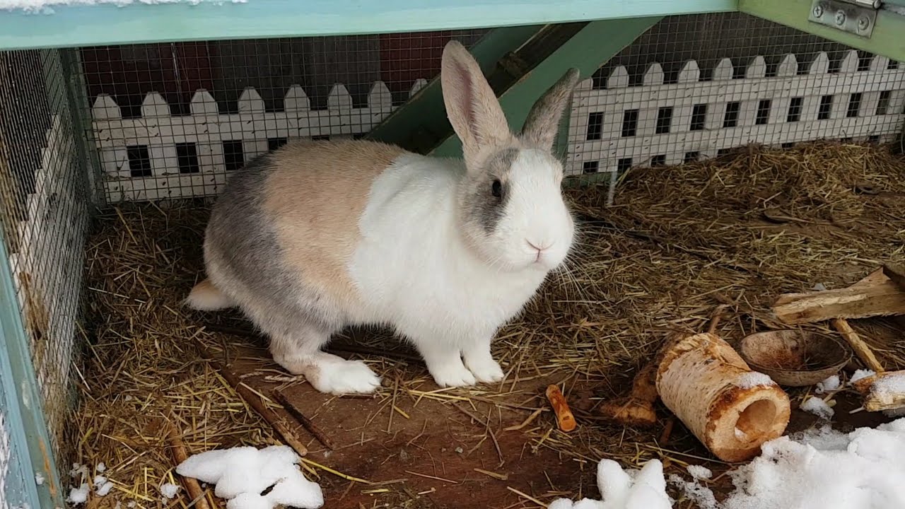 First time Chloe's Bunny Sunshine Sees and Plays in the Snow .