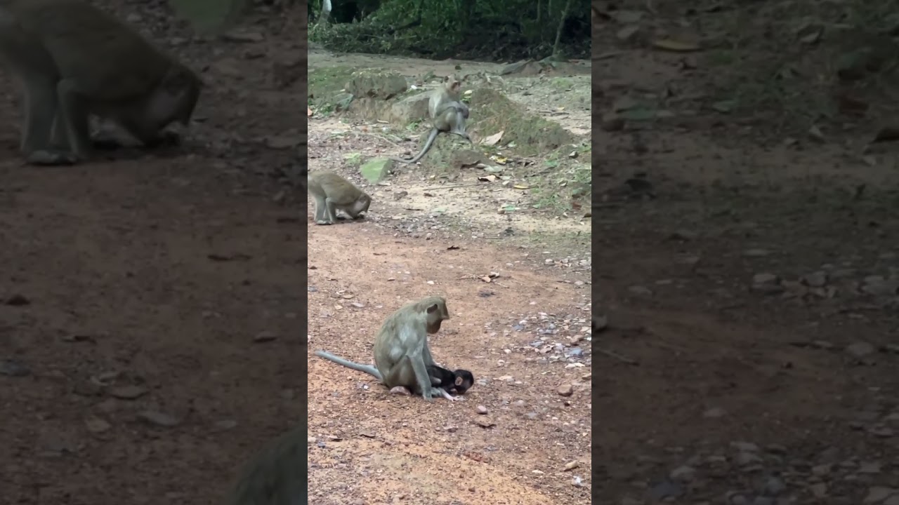 A Pitiful baby monkey hungry