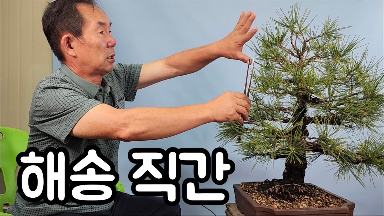 분재관리 507강 해송 직간 노목의 위엄