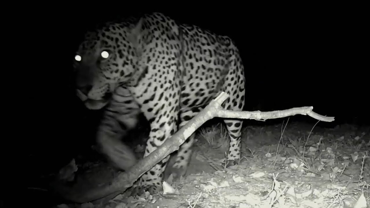 PANTANAL ONÇA PINTADA X ONÇA PARDA 08.2025