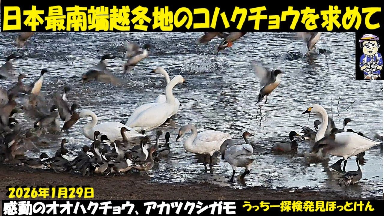 感動！アカツクシガモ遭遇、日本最南端コハクチョウ越冬地の小野市、加西市、オオハクチョウ飛来する福崎町、他にコウノトリ、ミコアイサ、カワアイサなど。野鳥観察、うっちー探検発見ほっとけん