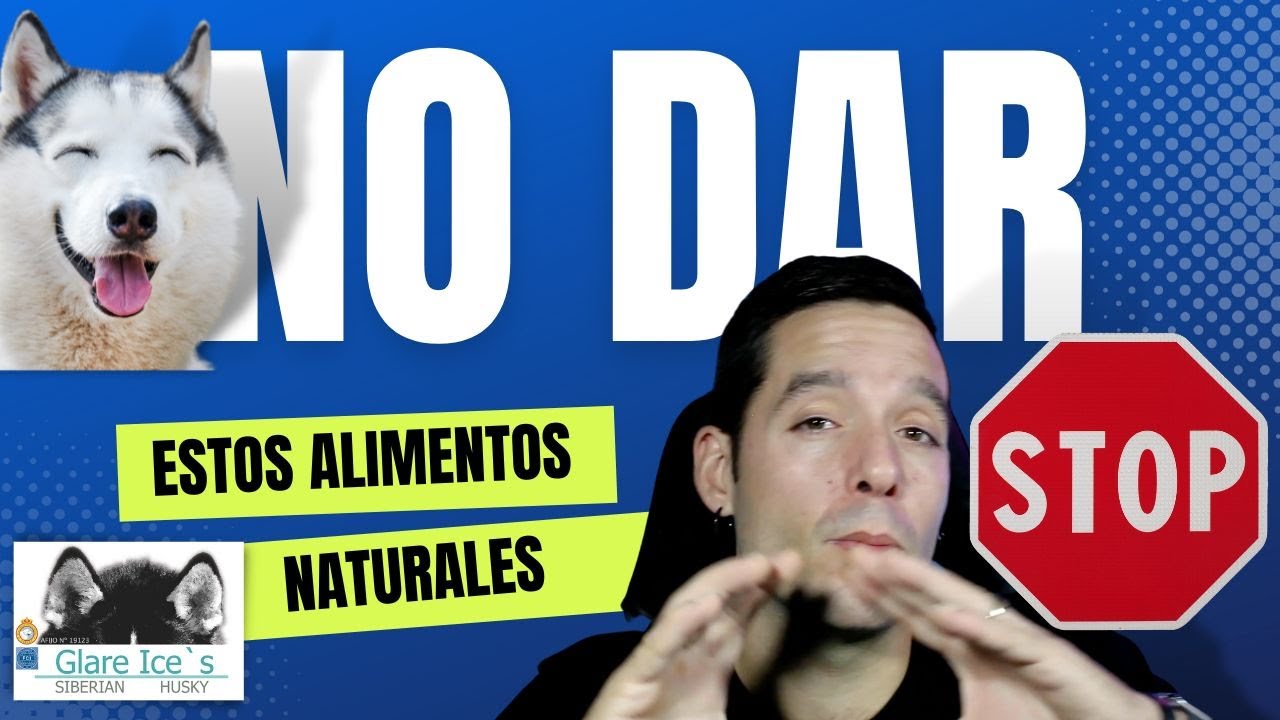 ❌ TOP 10 ALIMENTOS PROHIBIDOS para tu HUSKY SIBERIANO🚨