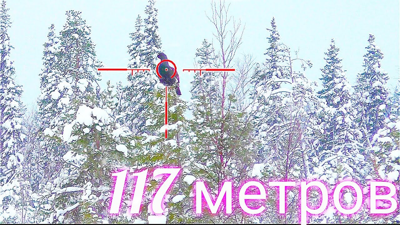 ИНТЕРЕСНЫЙ СЛУЧАЙ / ОХОТА НА ГЛУХАРЯ С МЕЛКАШКОЙ / НА ОДНОМ БОЛОТЕ СОБРАЛИСЬ НЕСКОЛЬКО КРАСАВЦЕВ.
