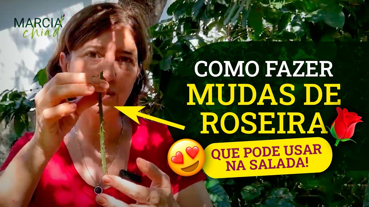 T&Eacute;CNICA SIMPLES QUE ENRA&Iacute;ZA R&Aacute;PIDO - MUDAS DE ROSAS - Horta em Casa | Marcia Chiad