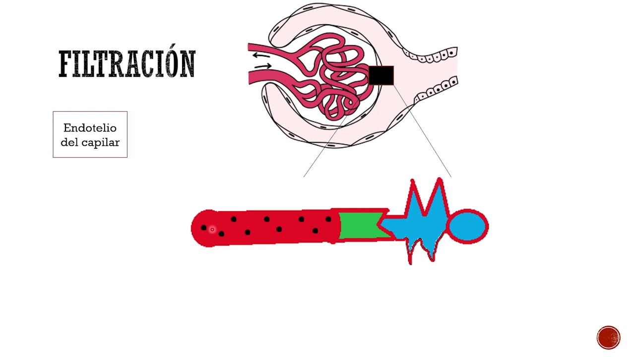 Filtración Glomerular
