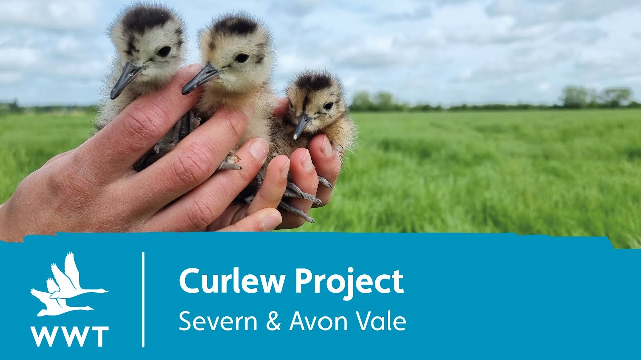 Curlew Project - 2022 end of season update | WWT